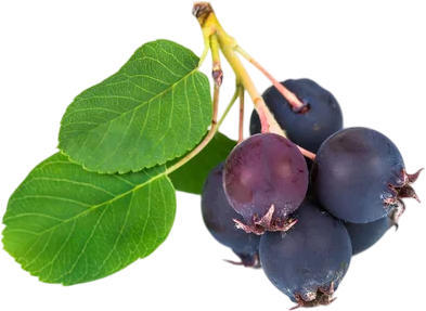 <span color-type="color" style="color: #380d2f;">Подходит ли ирга для климата Узбекистана?</span><br>